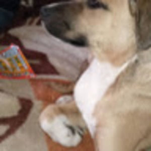 Meet your Posher, Deborah m